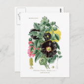 Althaea rosea (Hollyhock) Postkarte (Vorne/Hinten)