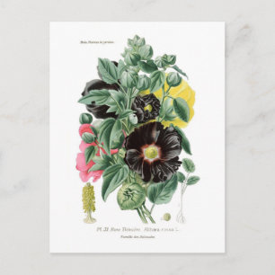 Althaea rosea (Hollyhock) Postkarte