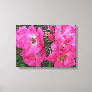 Altmodische kletternde rosa Rosen - erhöht Leinwanddruck