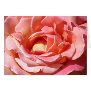 Altmodische kletternde Rose