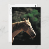 Altpinto Postkarte (Vorne/Hinten)