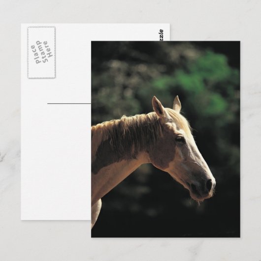 Altpinto Postkarte (Vorne/Hinten)