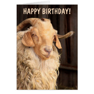 Altziege Sonntag Geburtstag