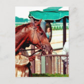 Alydar Thoroughbred 1979 Postkarte (Vorderseite)