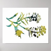 Alyssum Poster (Vorne)