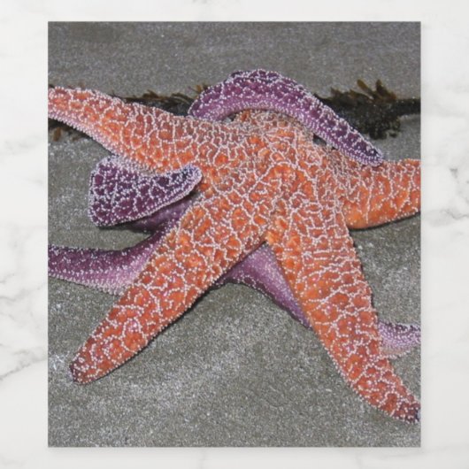 Am Meeresstern Weinetikett (Einzelnes Label)