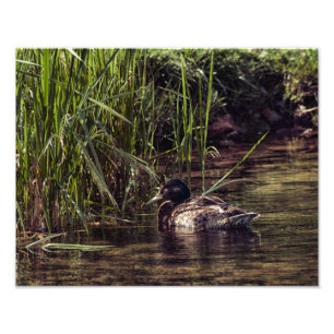 Am Rand des Teiches Fotodruck