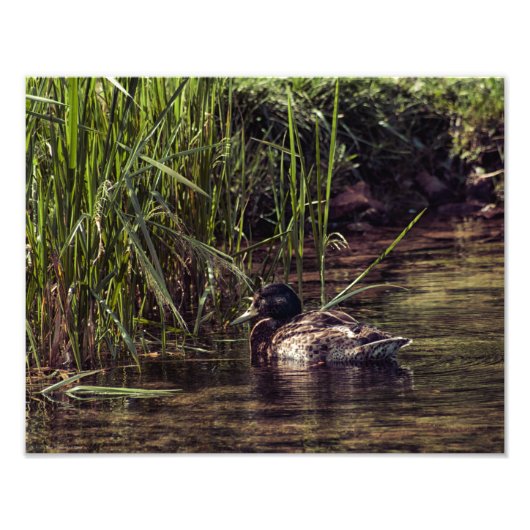 Am Rand des Teiches Fotodruck (Vorne)
