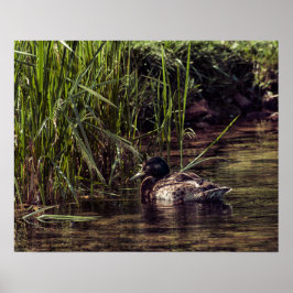 Am Rand des Teiches Poster