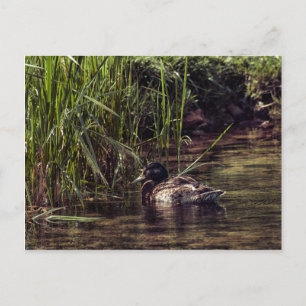 Am Rand des Teiches Postkarte