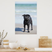 Am Strand Stehender schwarzer Mops Poster (Küche)