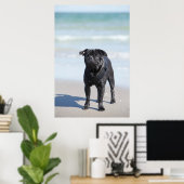 Am Strand Stehender schwarzer Mops Poster (Heimbüro)