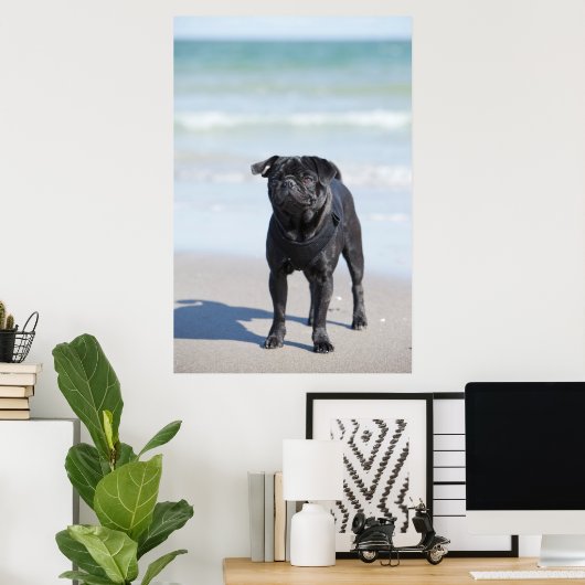 Am Strand Stehender schwarzer Mops Poster (Heimbüro)
