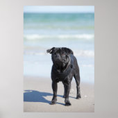 Am Strand Stehender schwarzer Mops Poster (Vorne)
