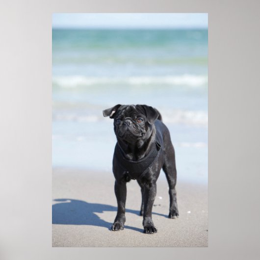 Am Strand Stehender schwarzer Mops Poster (Vorne)