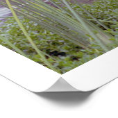 Am Wasser, Santa Barbara (Plakat) Poster (Ecke)