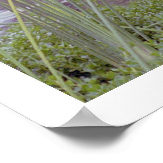 Am Wasser, Santa Barbara (Plakat) Poster (Ecke)