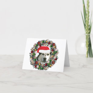 Am Weihnachten - alaskischer Malamute