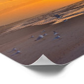 Am wenigsten Terns am Strand, Money Bayou Beach, F Poster (Ecke)