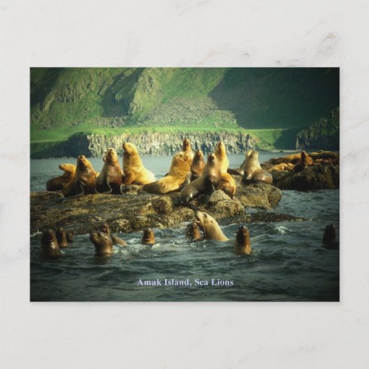 Amak Island Sea Lions Postkarte (Vorderseite)