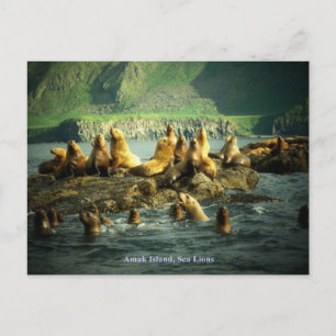 Amak Island Sea Lions Postkarte