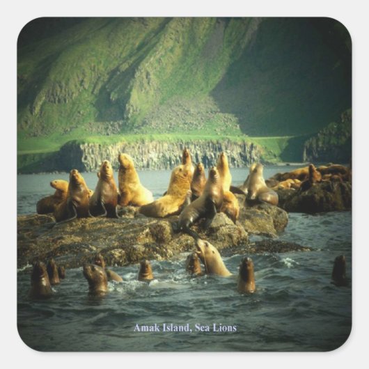 Amak Island Sea Lions Quadratischer Aufkleber (Vorderseite)