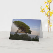 Amalfi Coast Umbrella Pine Tree, Italien - Karte (Gelbe Blume)