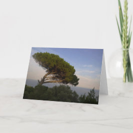 Amalfi Coast Umbrella Pine Tree, Italien - Karte