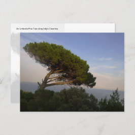 Amalfi Coast Umbrella Pine Tree, Italien - Postkar Postkarte