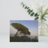 Amalfi Coast Umbrella Pine Tree, Italien - Postkar Postkarte (Stehend Vorderseite)