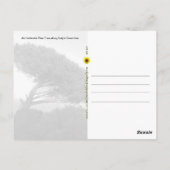 Amalfi Coast Umbrella Pine Tree, Italien - Postkar Postkarte (Rückseite)