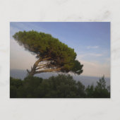 Amalfi Coast Umbrella Pine Tree, Italien - Postkar Postkarte (Vorderseite)