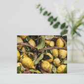 Amalfi Lemon Basket Postkarte (Stehend Vorderseite)