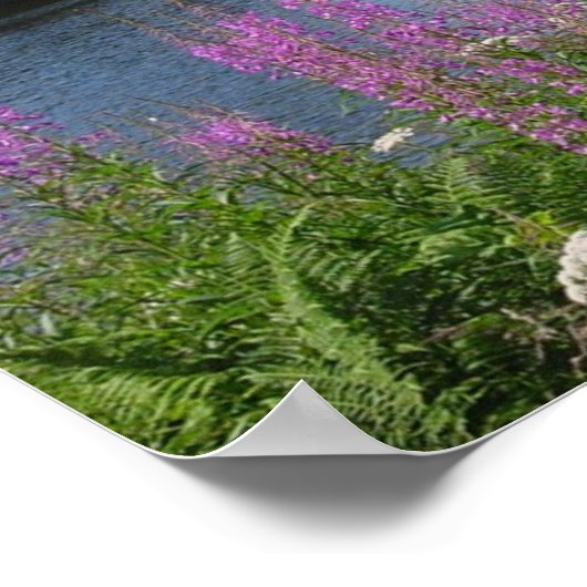 Amalgafireweed Poster (Ecke)