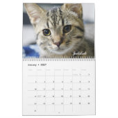 Amanda Blume Cat Calendar 2025 Kalender (Jan 2027)
