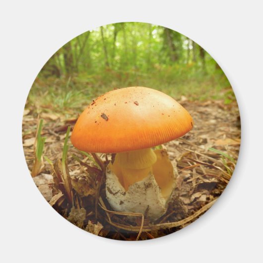 Amanita Caesarea Mushroom Magnet (Vorne)