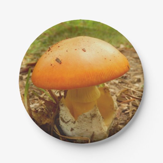 Amanita Caesarea Mushroom Paper Teller (Vorderseite)