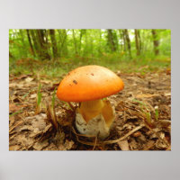 Amanita Caesarea Mushroom