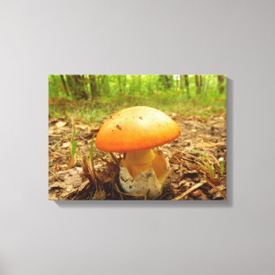 Amanita Caesarea Pilz Canvas Print Leinwanddruck