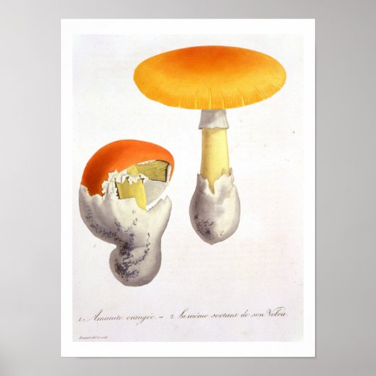 Amanita Caesaria von "Phytographie Medicale" von J Poster (Vorne)