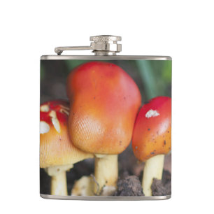 Amanita-Familienpilz Flachmann