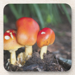 Amanita-Familienpilz Getränkeuntersetzer