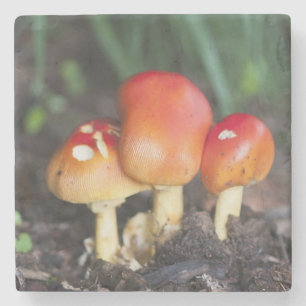 Amanita-Familienpilz Steinuntersetzer