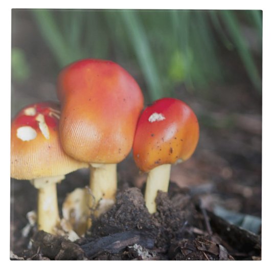 Amanita Familienzimmer Fliese (Vorderseite)