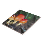 Amanita Familienzimmer Fliese (Seite)