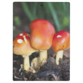 Amanita Familienzimmer Klemmbrett (Rückseite)