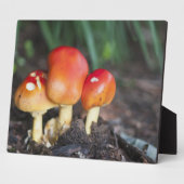 Amanita Fotoplatte (Seite)