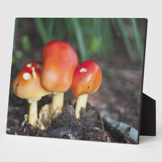 Amanita Fotoplatte (Seite)