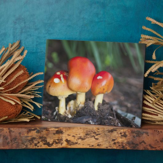 Amanita Fotoplatte (Seite)