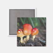 Amanita Magnet (Vorderseite/Rückseite)